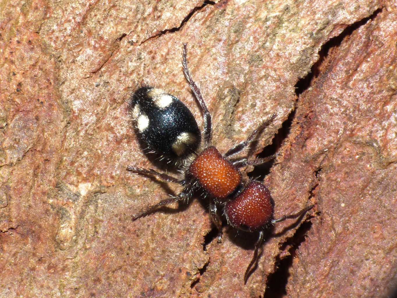 Mutilla quinquemaculata?